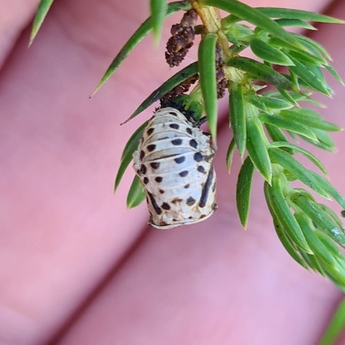 Scarabeo delle foglie di salice maculato — foto 3 di 10