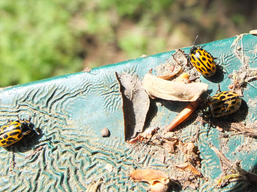 Scarabeo delle foglie di salice maculato — Bild 2