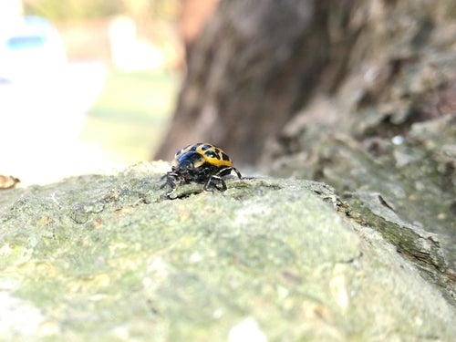 Scarabeo delle foglie di salice maculato — Bild 5