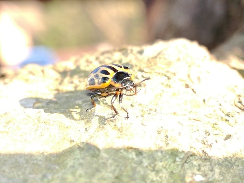 Scarabeo delle foglie di salice maculato — Bild 4