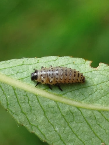 Scarabeo delle foglie di salice maculato — Bild 3