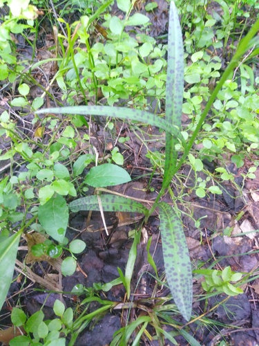 Orchidea maculata — foto 4 di 9