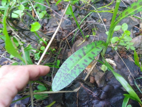 Orchidea maculata — foto 3 di 9