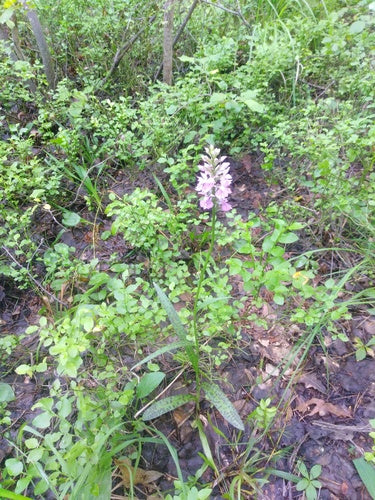 Orchidea maculata — foto 2 di 9