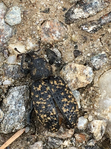 Punteruolo nero solcato — Bild 5