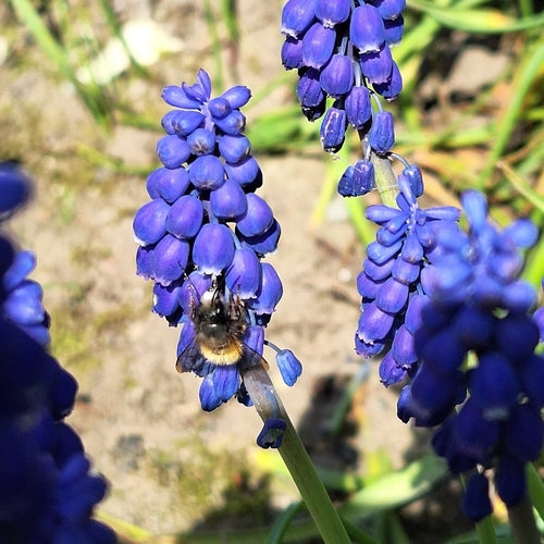 Ape muratrice cornuta — Bild 3