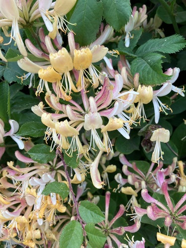 Caprifoglio — Bild 4