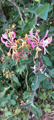 Caprifoglio — Bild 2