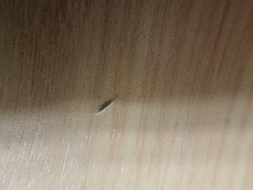 Pesce fantasma — Bild 4