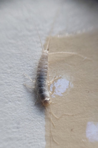 Pesce fantasma — Bild 3