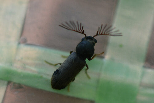Scarabeo roditore pettinato — Bild 1