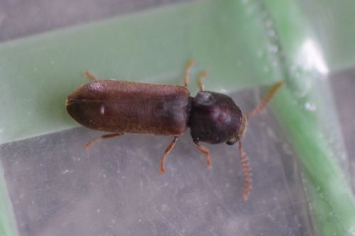 Scarabeo roditore pettinato — Bild 5