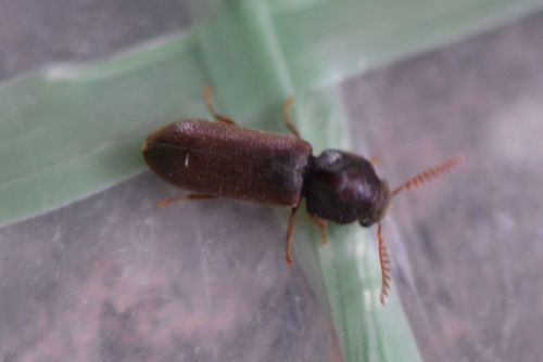 Scarabeo roditore pettinato — Bild 4