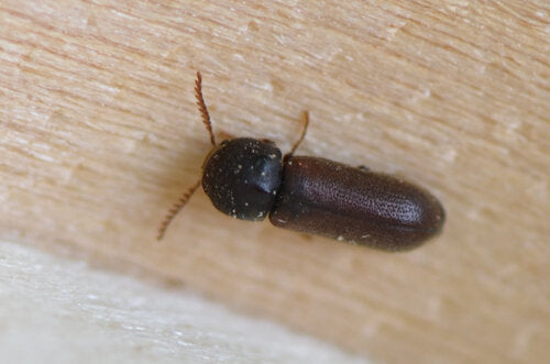 Scarabeo roditore pettinato — Bild 2