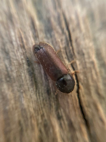 Scarabeo roditore pettinato — foto 3 di 10
