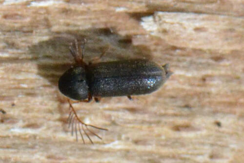 Scarabeo roditore pettinato — Bild 3
