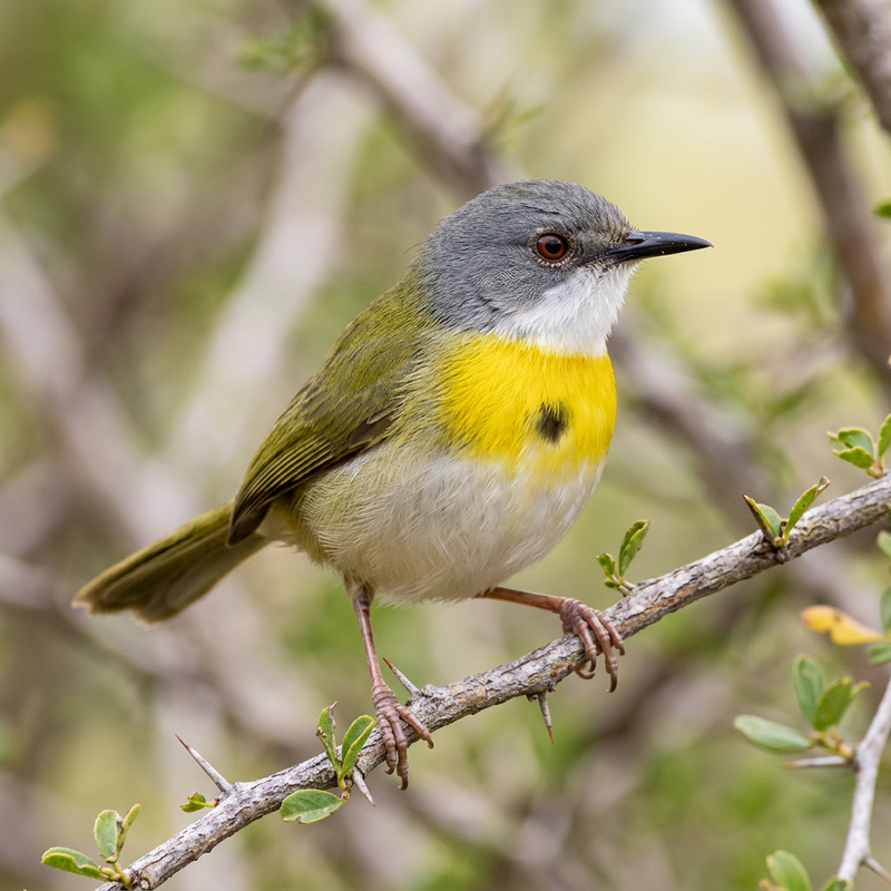 Gelbbrustapalis (Apalis flavida), illustrazione IA
