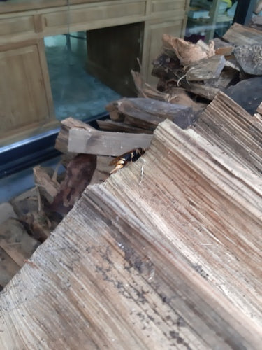 Vespa di legno di abete rosso giallo — Bild 2