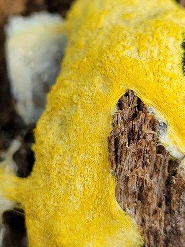 Fiore giallo marrone chiaro — Bild 5
