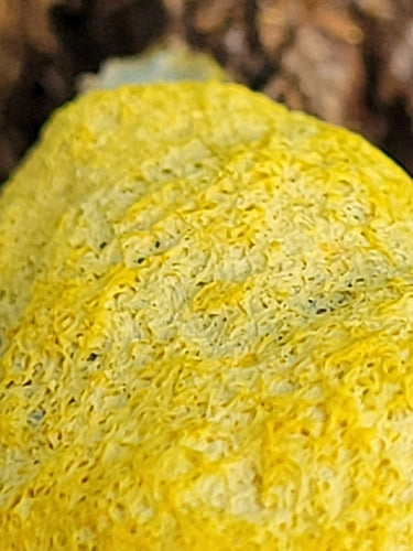 Fiore giallo marrone chiaro — Bild 4