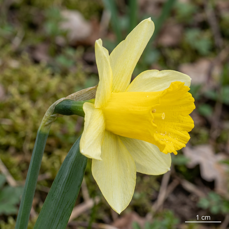 Narciso giallo