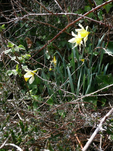 Narciso giallo — Bild 3