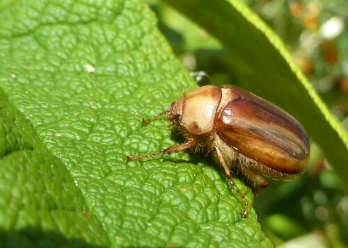 Scarabeo di chiurlo giallo — Bild 5