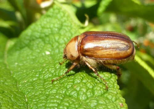 Scarabeo di chiurlo giallo — Bild 4