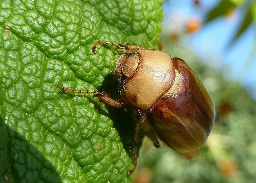 Scarabeo di chiurlo giallo — Bild 3