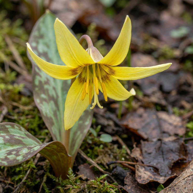 Dente di cane giallo 'Pagoda'