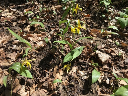 Dente di cane giallo 'Pagoda' — Bild 2