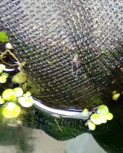 Zanzara della febbre gialla — foto 5 di 50