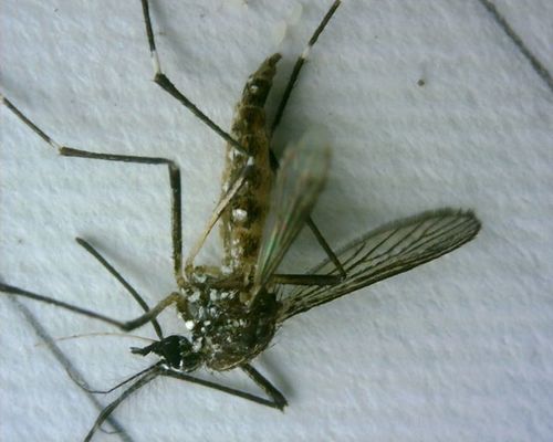 Zanzara della febbre gialla — foto 4 di 50