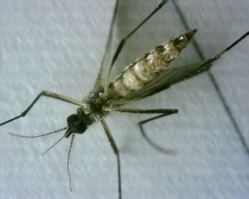 Zanzara della febbre gialla — foto 3 di 50