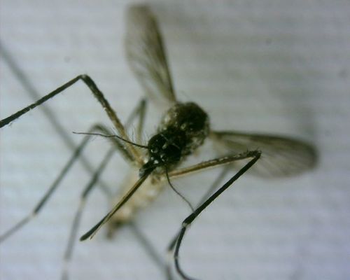 Zanzara della febbre gialla — foto 2 di 50