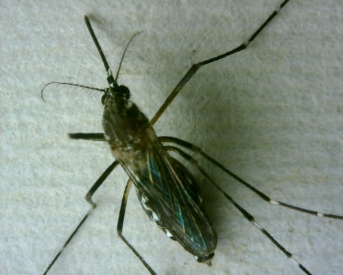 Gelbfiebermücke - Bild 3