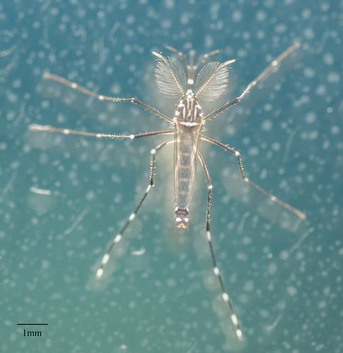 Zanzara della febbre gialla — Bild 5