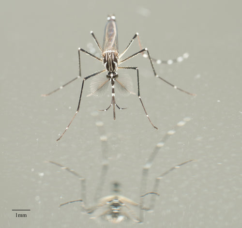 Zanzara della febbre gialla — Bild 4