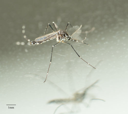 Zanzara della febbre gialla — Bild 6