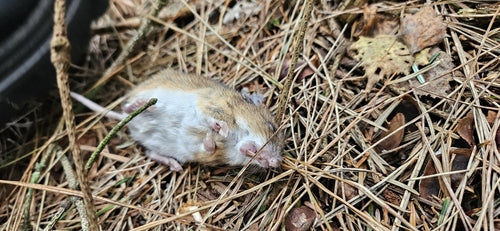 Topo dal collo giallo — foto 4 di 50