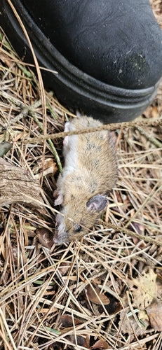 Topo dal collo giallo — foto 3 di 50