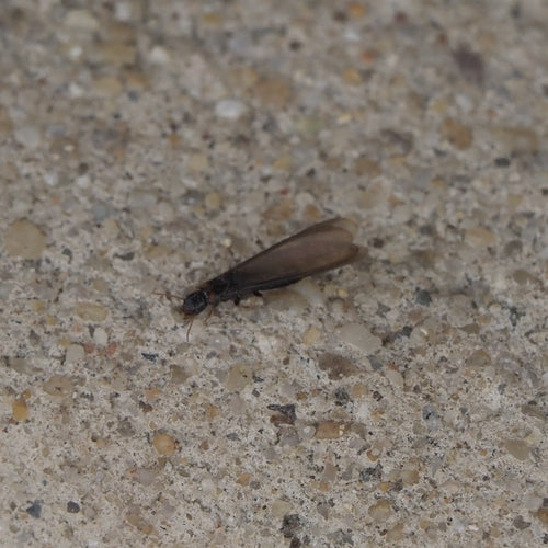 Termite dal collo giallo — Bild 1