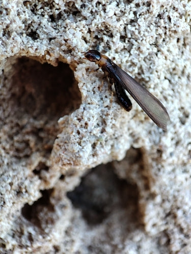 Termite dal collo giallo — Bild 3