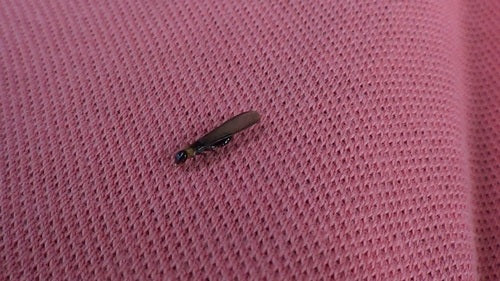 Termite dal collo giallo — Bild 2