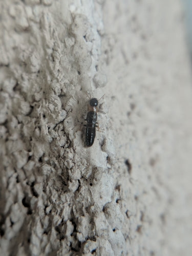 Termite dal collo giallo — Bild 5