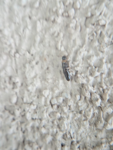 Termite dal collo giallo — Bild 4