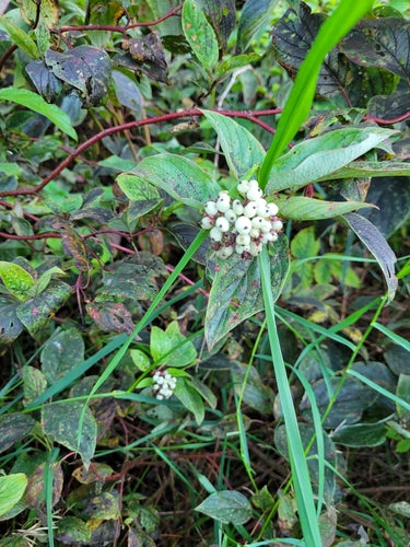 Corniolo di Yellowwood — Bild 4