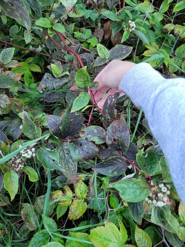 Corniolo di Yellowwood — Bild 3
