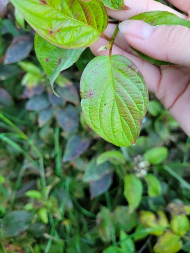 Corniolo di Yellowwood — Bild 2