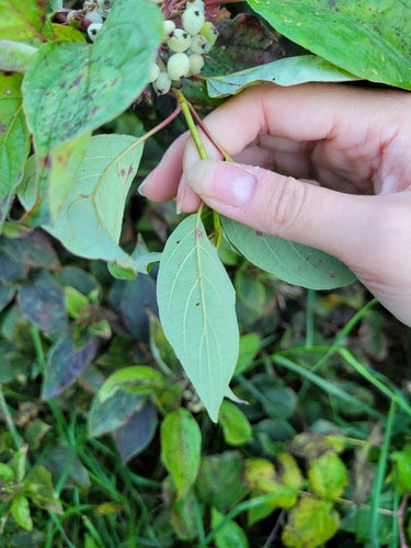 Corniolo di Yellowwood — Bild 1